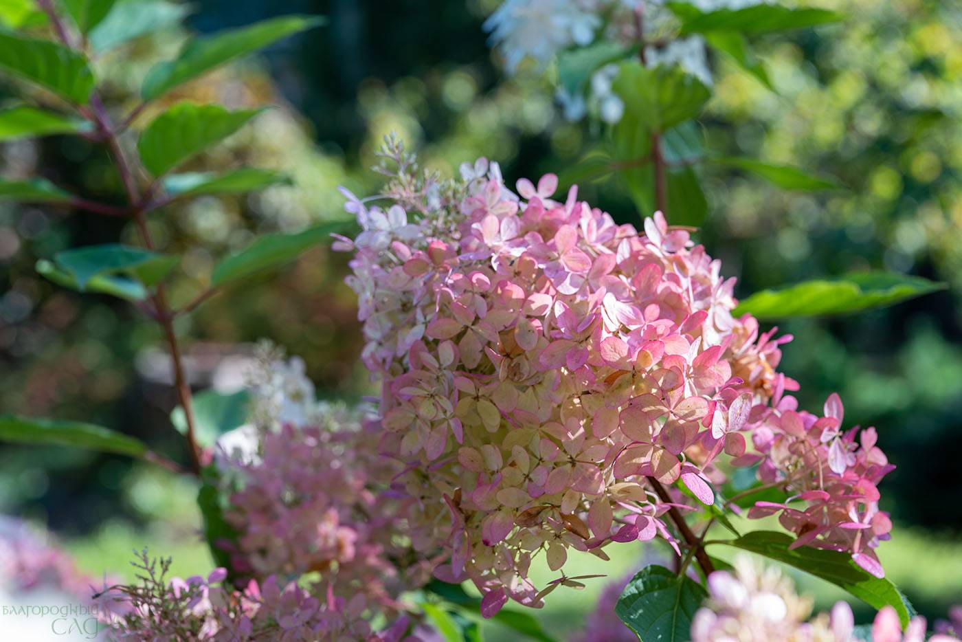 Проект Переделкино